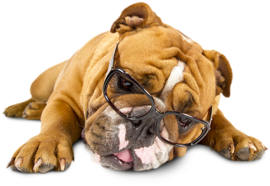 Tired Of Reading - Dog Tired Png Clipart (1028x675), Png Download