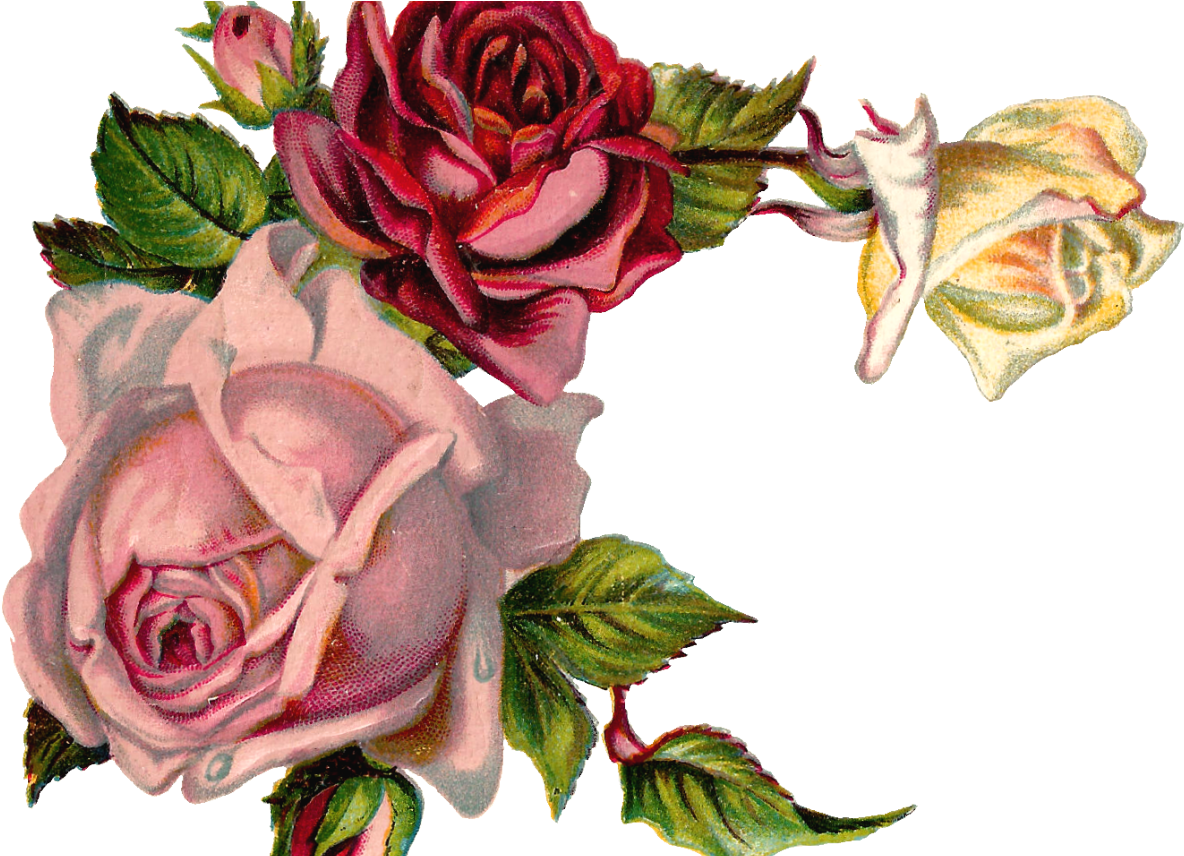 Free Digital Flower Pink Rose Corner Design Clipart (1184x856), Png Download