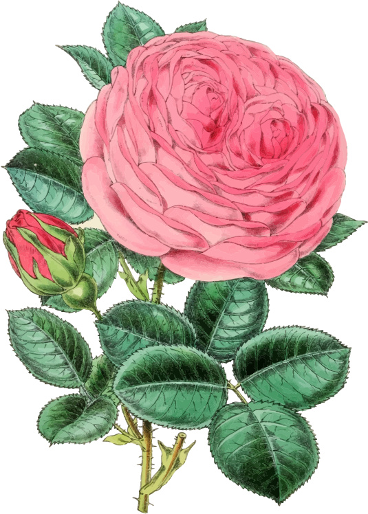 Medium Image - Rose Illustration Vintage Png Clipart (535x748), Png Download