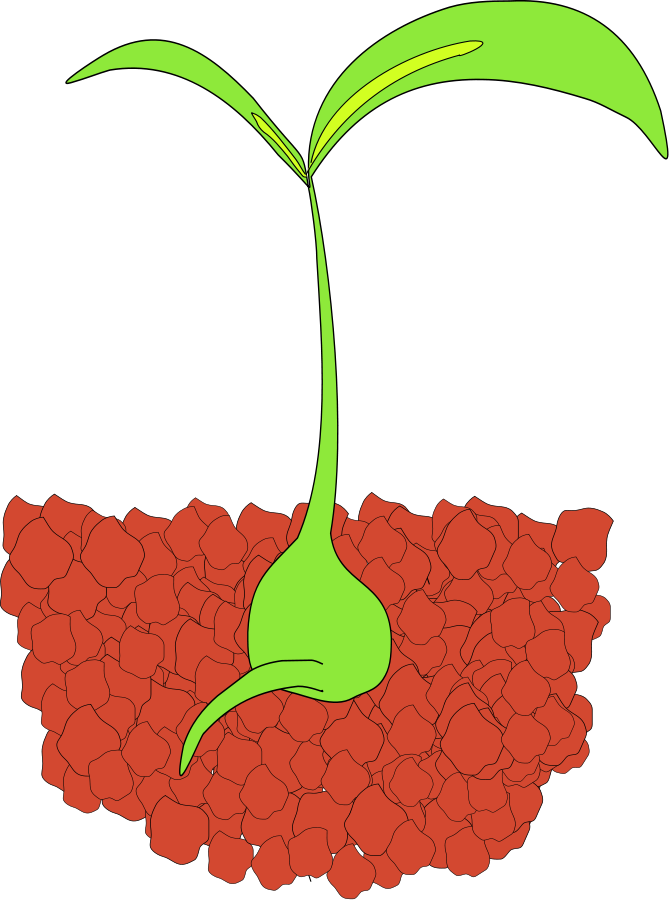 How To Set Use Seedling Svg Vector - Seedling Clip Art - Png Download (669x900), Png Download