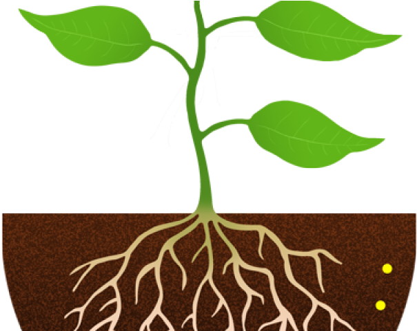 Clipart Plant With Roots - Png Download (640x480), Png Download