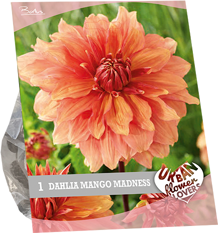 7250 Dahlia Mango Madness Per 1 Urban Flowers - Dahlia Clipart (600x600), Png Download
