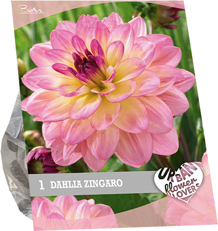 7240 Dahlia Zingaro Per 1 Urban Flowers - Dahlia Clipart (600x600), Png Download
