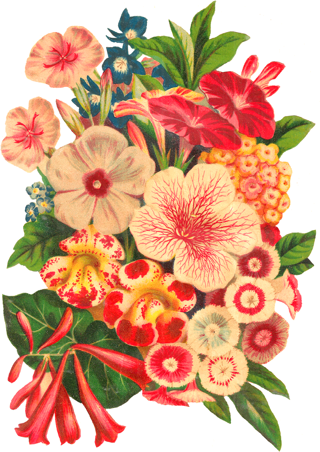 Digital Flower Seed Catalog Illustration Download - Illustration Botanical Flower Clipart (1143x1600), Png Download