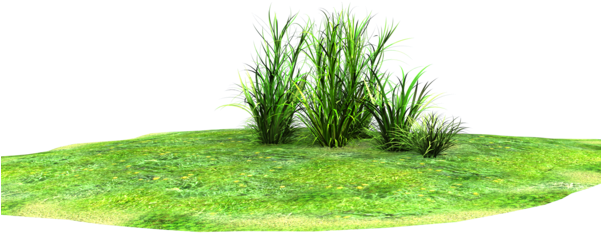 Grass Land Png - Vector Grass Land Png Clipart (600x706), Png Download