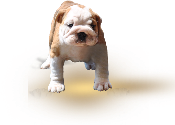 Gallery - Toy Bulldog Clipart (682x667), Png Download
