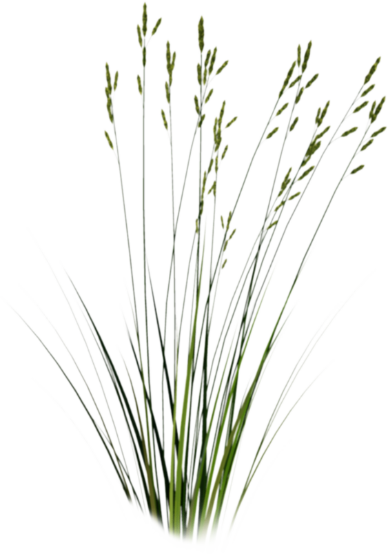 1 - Long Grass Png Clipart (563x804), Png Download