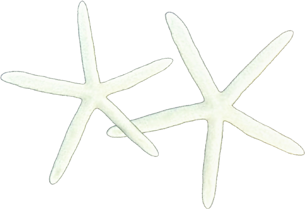 Starfish Clipart Skinny - Starfish - Png Download (1024x749), Png Download