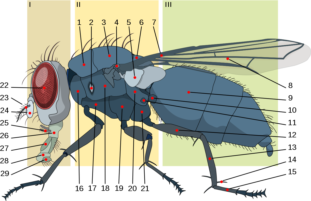 File - Housefly Anatomy-key - Svg - Spiracles In Housefly Clipart (1280x849), Png Download
