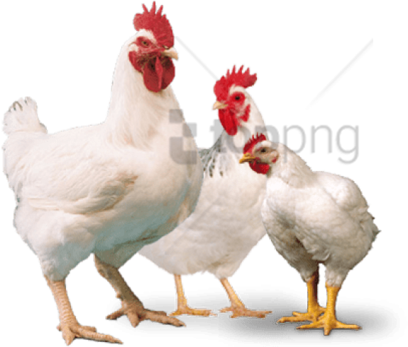 Free Png Broiler Chicken Png Png Image With Transparent - Broiler Chicken Images Png Clipart (850x567), Png Download