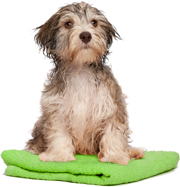 Dog Bath Png Transparent Dog Bath Clipart (604x629), Png Download