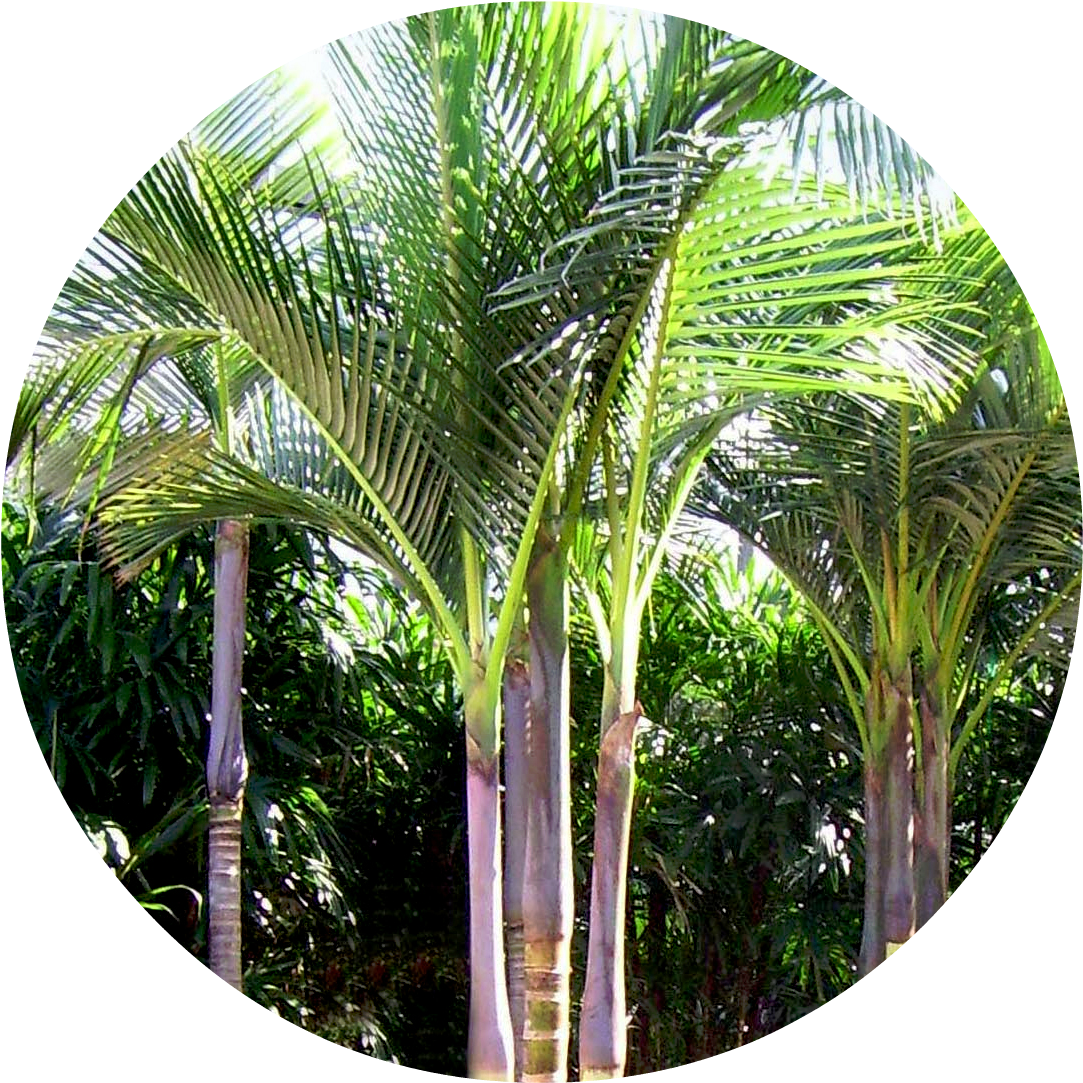 Palm Trees Types , Png Download - King Palm Tree Clipart (1083x1083), Png Download