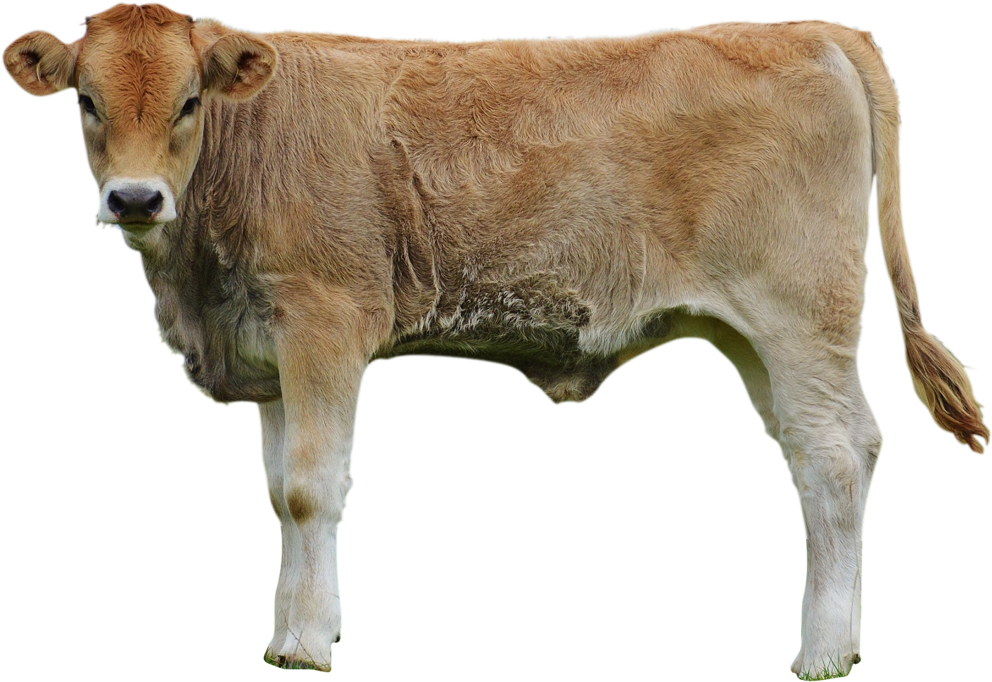 Cows-982295 Clip - Dairy Cow - Png Download (2000x1330), Png Download