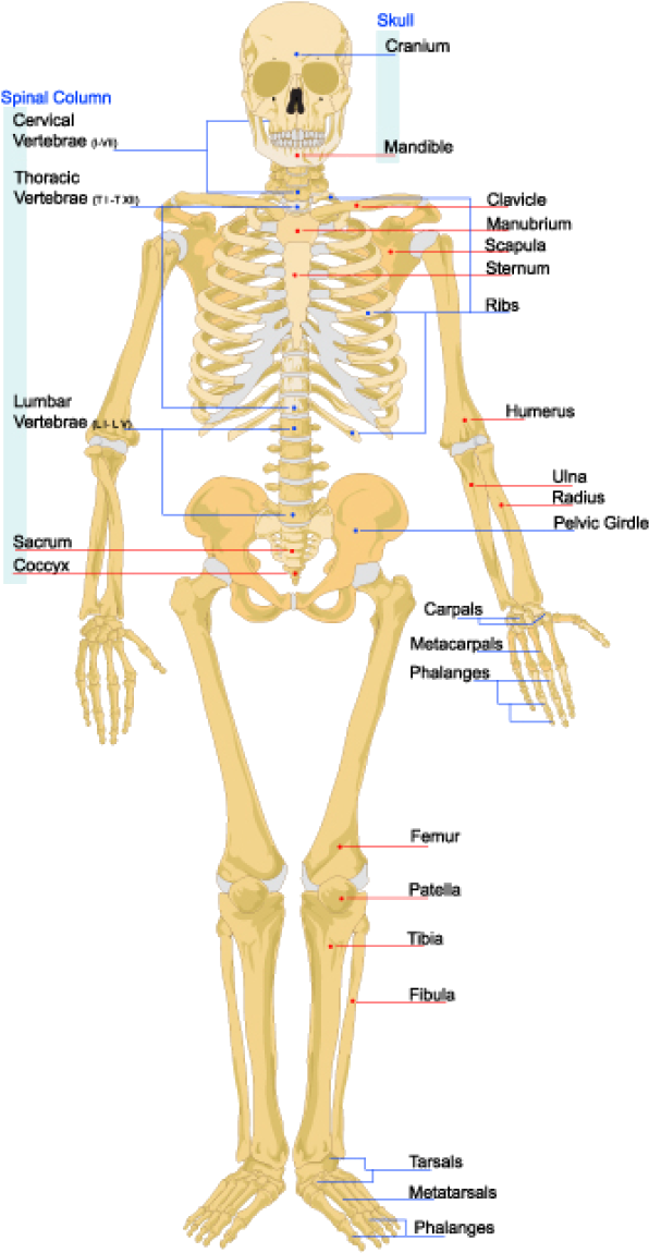 The Skeleton Is The Bone And Cartilage Scaffolding - Cartilage In Skeletal System Clipart (615x1170), Png Download
