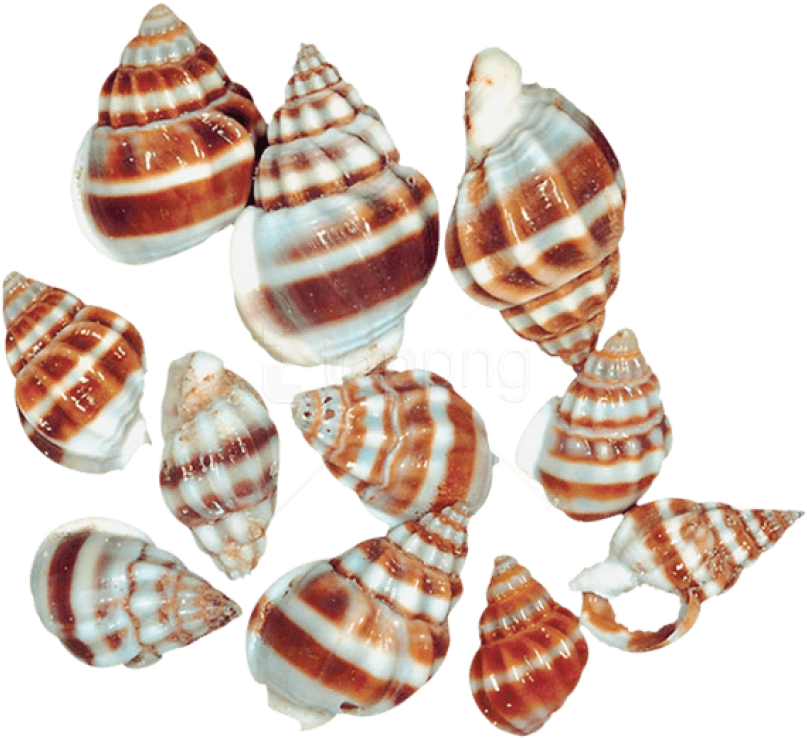 Free Png Download Transparent Sea Snail Shells Clipart - Sea Snails Snail Png (850x781), Png Download