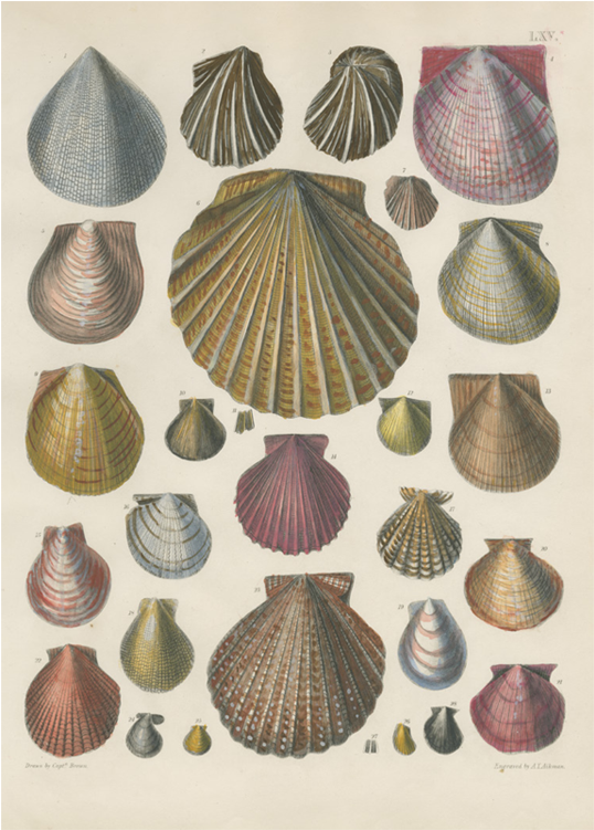 Scallop Clipart (800x800), Png Download