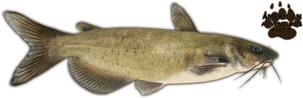 Catfish Png Clipart (1024x384), Png Download