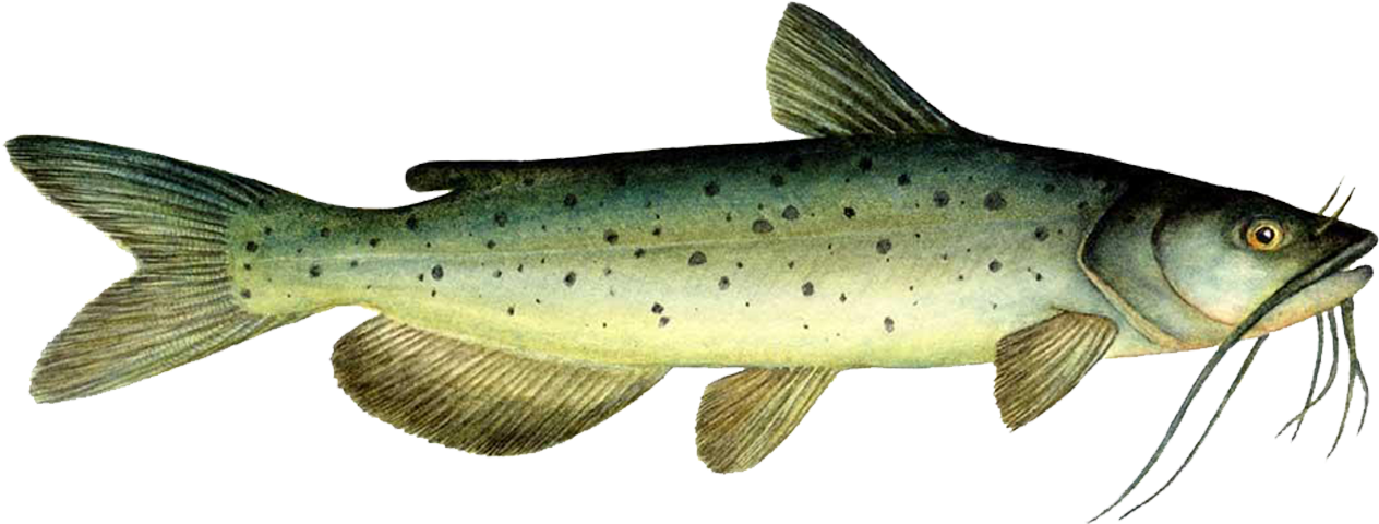Download Channel Catfish Clipart Png Download - PikPng