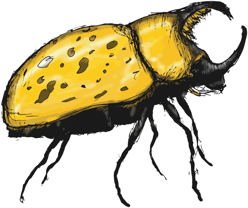 Japanese Rhinoceros Beetle Clipart (801x672), Png Download