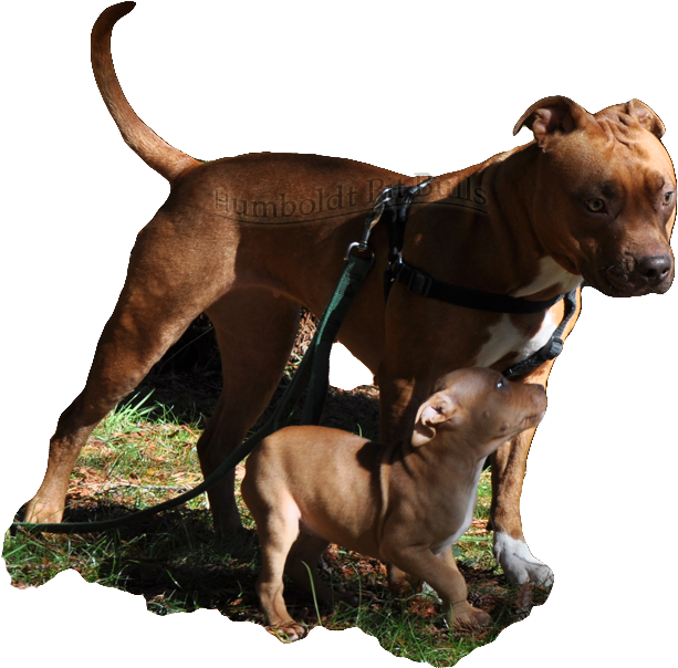 Red Nose American Pit Bull Terrier Breeders In Ca Who - Red Nose Pitbull Puppy Female And Male Clipart (623x603), Png Download