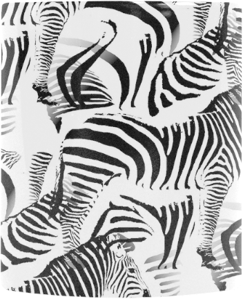Zebra Clipart (800x800), Png Download