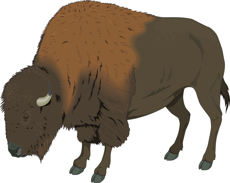 Free - Buffalo Clip Art - Png Download (800x636), Png Download