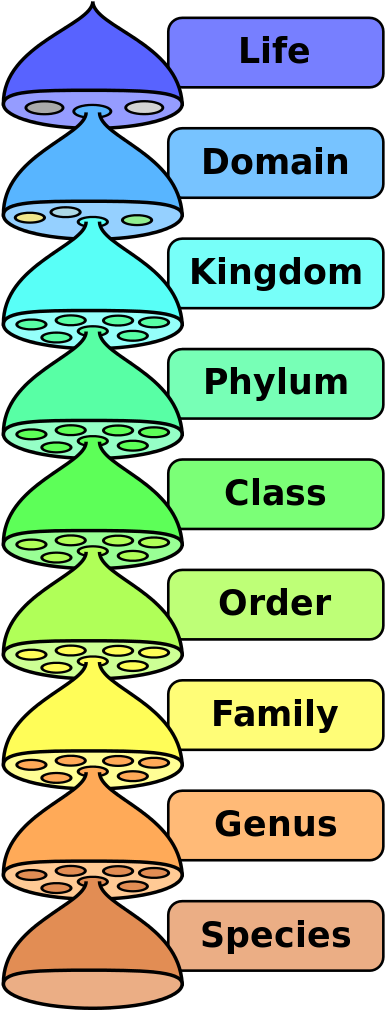 Biological Classification L Pengo Vflip - Biological Nomenclature Clipart (399x1024), Png Download