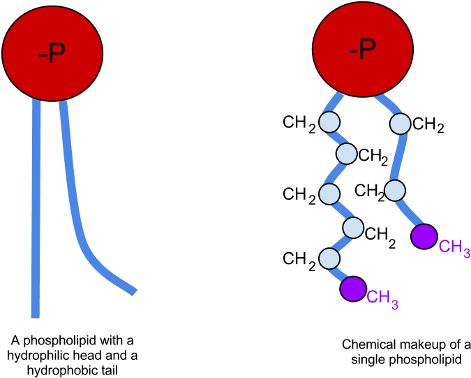 Phospholipid Chemicalmakeup - Phospholipid Definition Clipart (960x720), Png Download