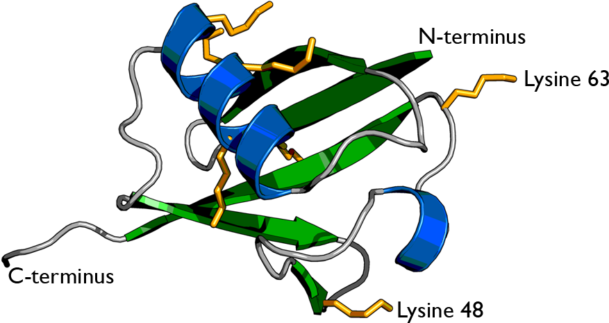 Cell Biology - Ubiquitin Protein Clipart (900x800), Png Download