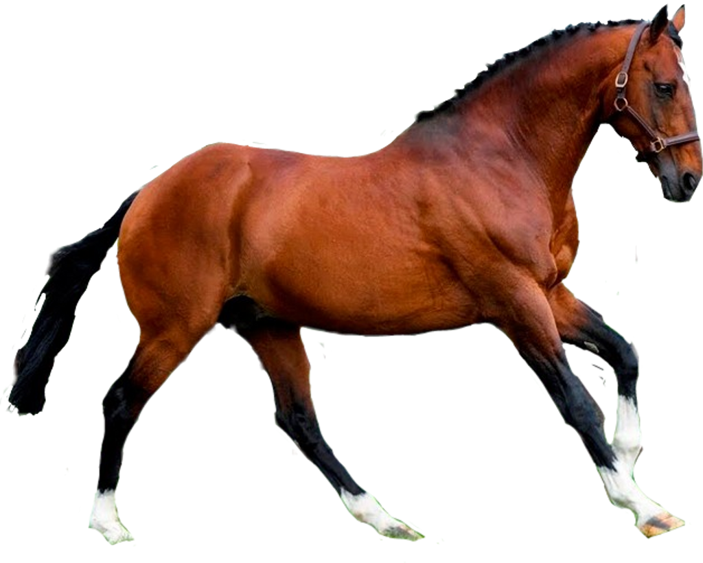#horse #caballo - Sorrel Clipart (1024x820), Png Download