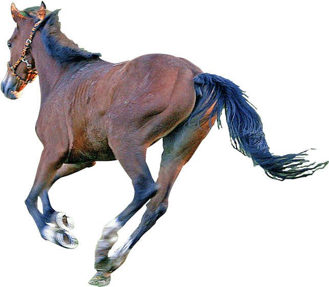 Caballo - Sorrel Clipart (700x598), Png Download