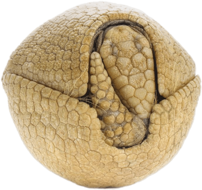 Animals - Armadillos Hard Clipart (1200x797), Png Download