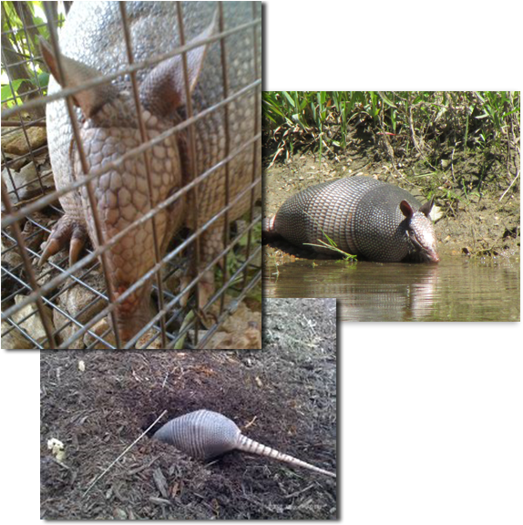 Armadillo Removal Has Become A Very Common Wildlife - Armadillo Clipart (600x600), Png Download