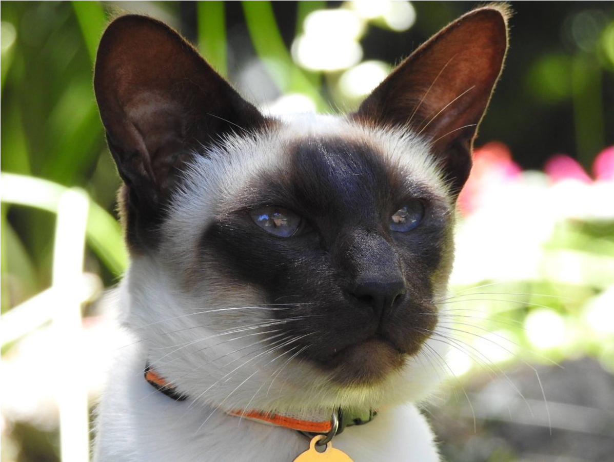 Felix Is Reunited - Siamese Clipart (1196x1196), Png Download