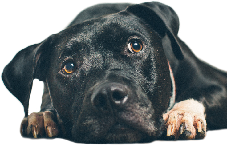 Pets Fun Unlimited9% - Companion Dog Clipart (737x475), Png Download