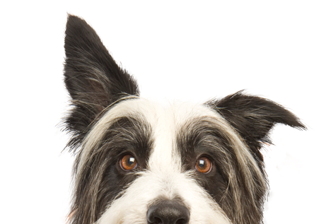 As A Behavioral Trainer, Dog Walker, And Pet Sitter - Pet Credit Card Clipart (980x345), Png Download