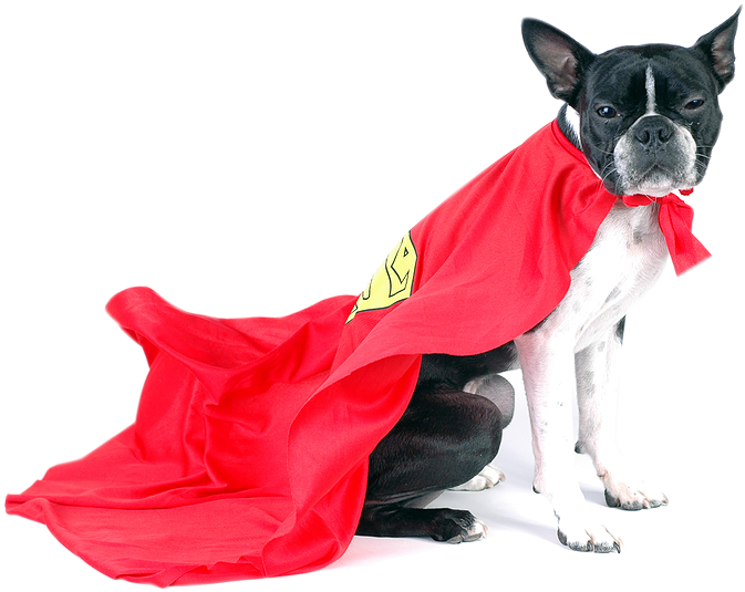We Are Not A Pet Superstore - Super Dog Png Clipart (900x598), Png Download