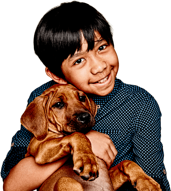 Medibank Pet Insurance - Companion Dog Clipart (600x649), Png Download