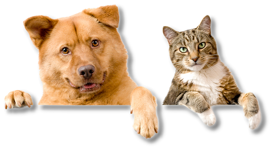 Pet Education Clipart (928x524), Png Download