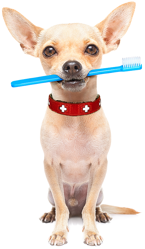 Tips For Pet Dental Care - Pet Dental Care Clipart (478x800), Png Download