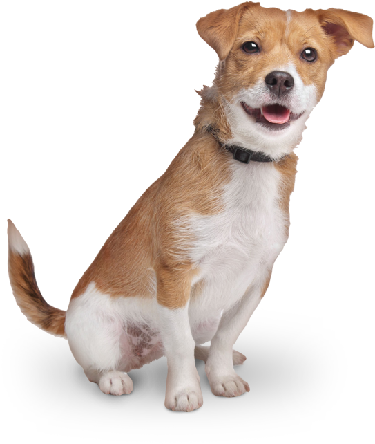 Pals For Paws - Dog Yawns Clipart (542x650), Png Download