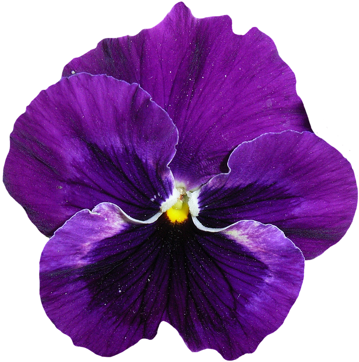 Fiore Viola Png - Pastel De Flores Comestibles Clipart (714x720), Png Download