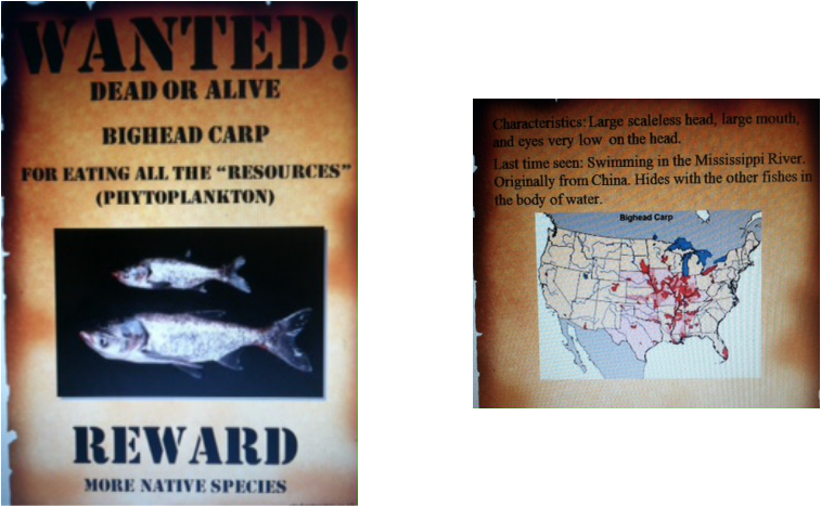 Asian Carp Wanted Poster Clipart (757x468), Png Download