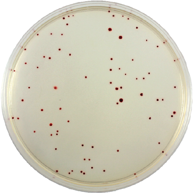 Circle Clipart (732x683), Png Download