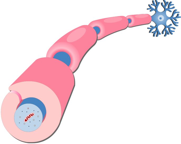 Cells Png - Axon Myelin Sheath Clipart (687x550), Png Download