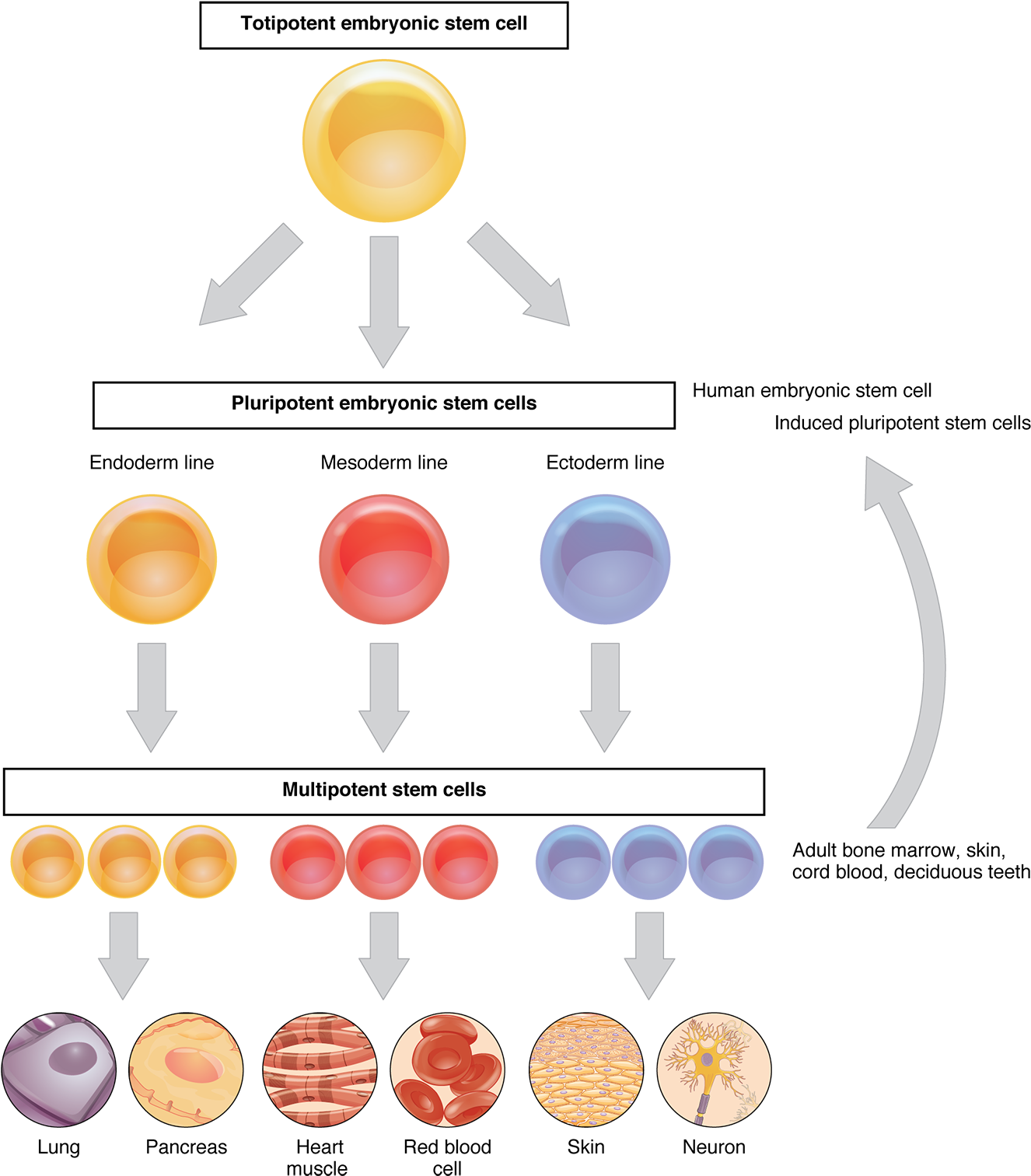 This Flow Chart Shows The Differentiation Of Stem Cells - Do Cells Differentiate And Specialize In Organisms Clipart (1326x1513), Png Download