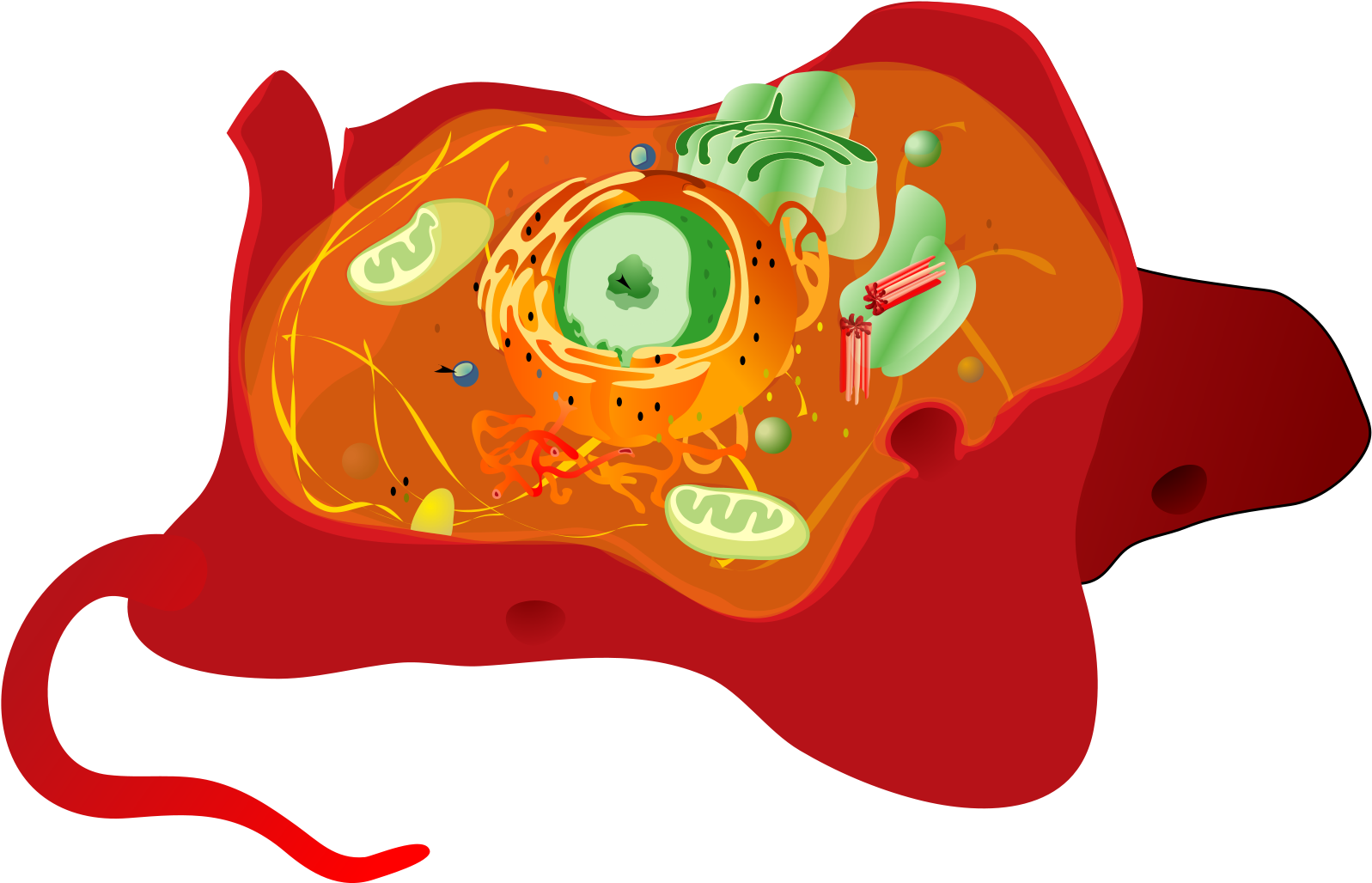 Jpg Royalty Free Library Animal At Getdrawings Com - Cell Structure Of Rhodophyta Clipart (2000x1461), Png Download