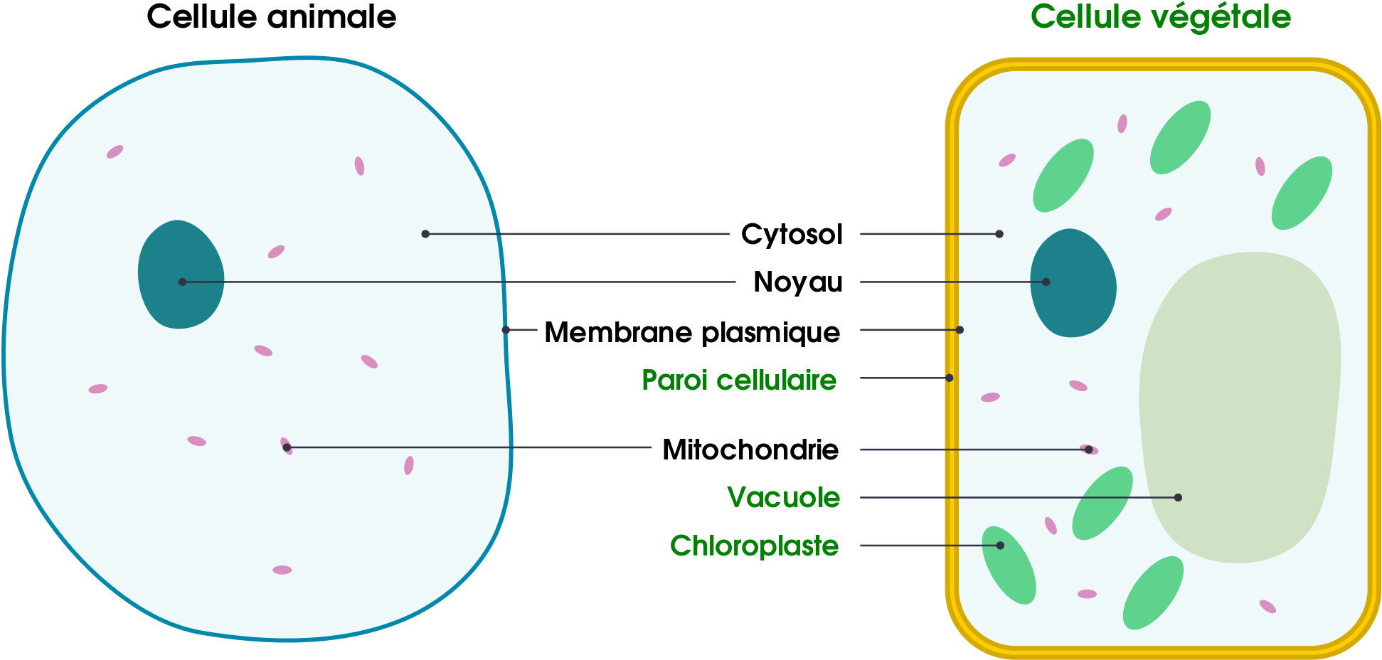1 Basic Structure Of Animal And Plant Cells - Cell Membrane And Cell Wall Clipart (1362x649), Png Download