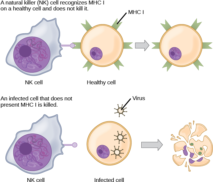 Nk Lymphocytes Clipart (725x624), Png Download