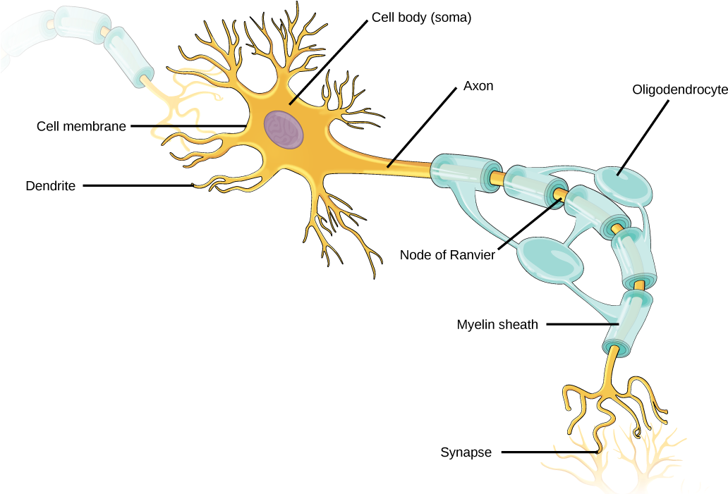Figure 35 - 1 - 1 - Neurons Contain Organelles Common - Neuron Structure Clipart (1043x700), Png Download